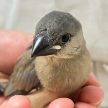 締め色キリリと✨ホッコリほうじ茶〜🌸🖤⟡.·桜文鳥(2025年1月生まれ)