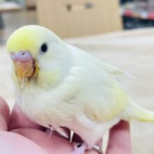 【最新画像更新🪄】グラデーションが綺麗♡セキセイインコ（クリーム）ヒナ