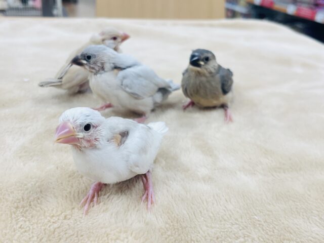 白文鳥