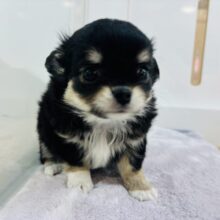 あたちの耳どこかで見ませんでした？チワワちゃん！