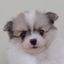 ふわふわすぎるよ〜〜！ポメチワの男の子✨