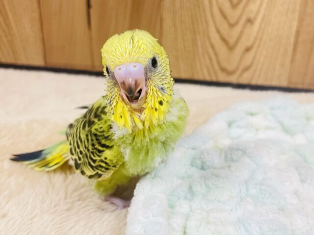 セキセイインコ