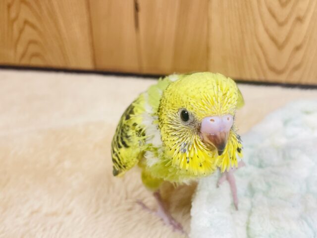 セキセイインコ