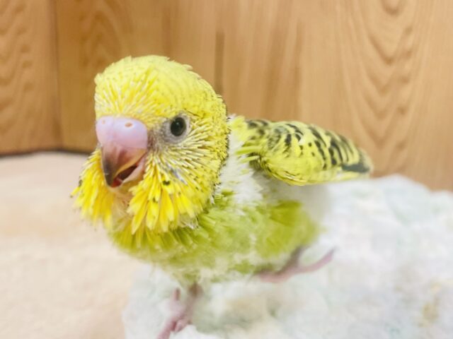 セキセイインコ