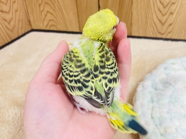 セキセイインコ