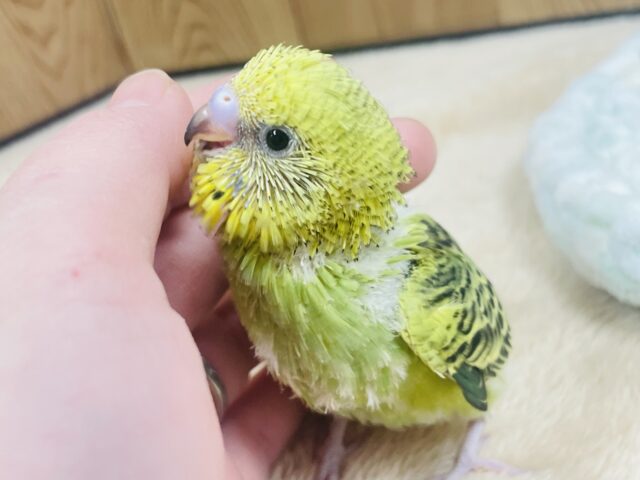 セキセイインコ