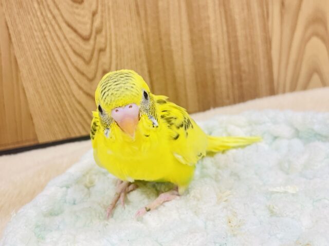 セキセイインコ