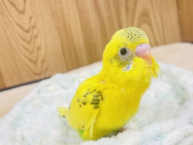 上目遣いが上手💓セキセイインコ（ハルクイン）ヒナ