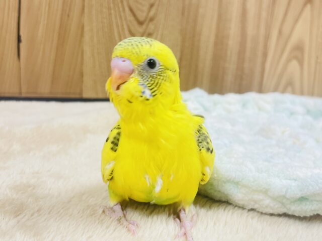 セキセイインコ