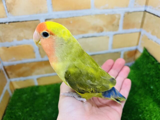 コザクラインコ（小桜インコ）