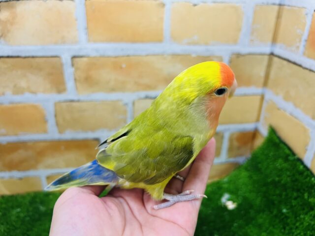 コザクラインコ（小桜インコ）