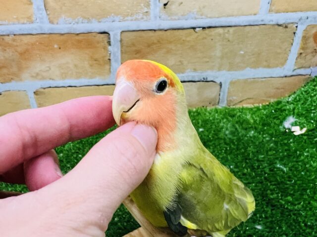 コザクラインコ（小桜インコ）