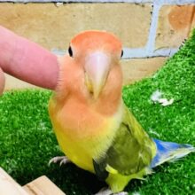 2/26更新☆レゲェなベイビー☆小桜インコ（タイガーチェリー）