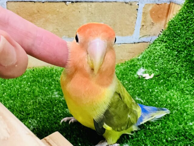 2/26更新☆レゲェなベイビー☆小桜インコ（タイガーチェリー）