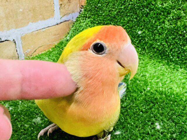 コザクラインコ（小桜インコ）
