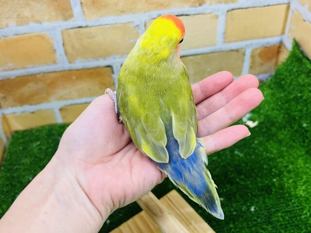 コザクラインコ（小桜インコ）