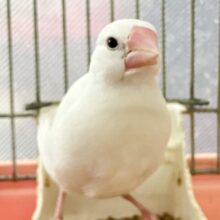 ✨3/23更新✨食べるの好き㌨🥴目指せ純白雪だるま☃️🤍꙳⟡白文鳥②(2025年2月上旬生まれ)