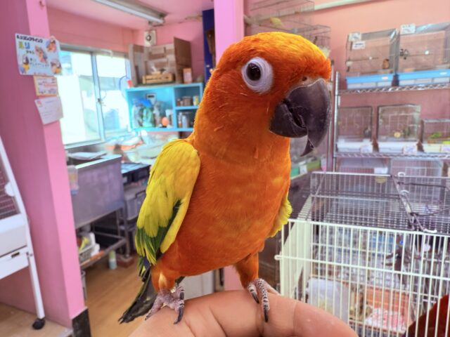 動画あり☆　カラフルパッションなデリシャスさん✨コガネメキシコインコ‼️