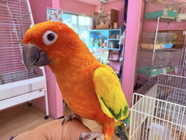 コガネメキシコインコ