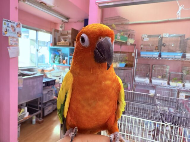 コガネメキシコインコ