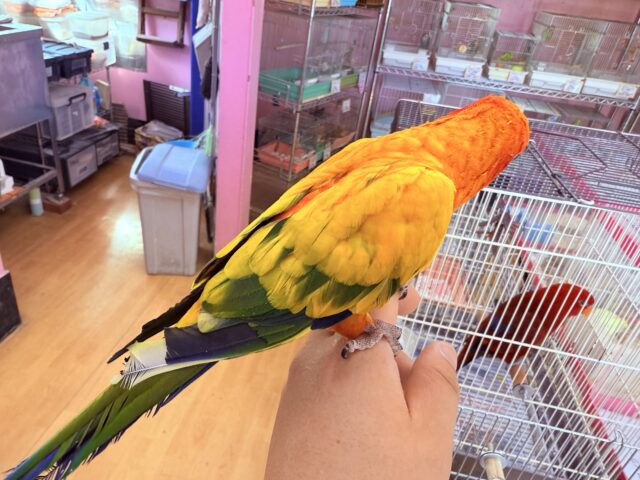 コガネメキシコインコ