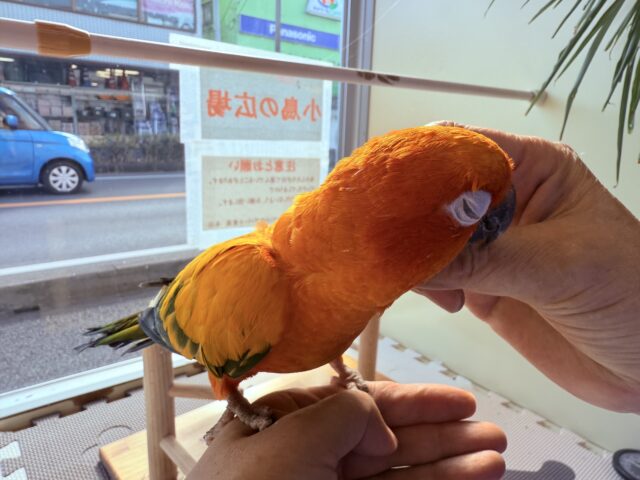 コガネメキシコインコ