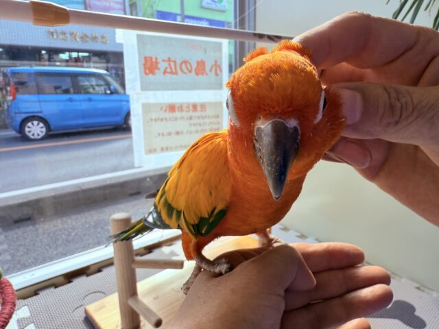 コガネメキシコインコ