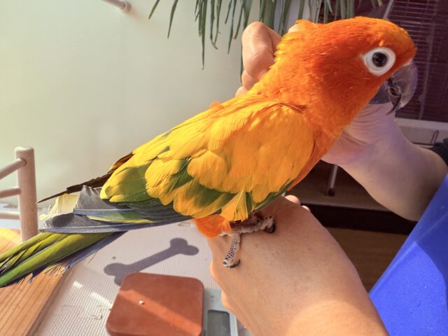 コガネメキシコインコ