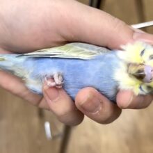 【最新動画更新🪄】何をしてても可愛い🧚🏻. 𓈒𓏸︎︎︎︎セキセイインコ（パステルレインボースパングル）ヒナ