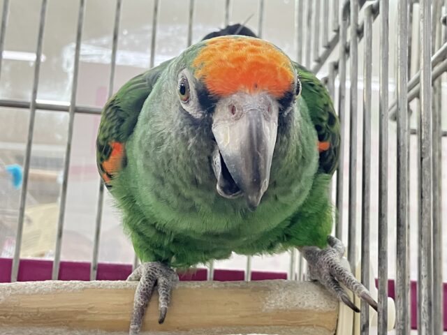 ズアカハネナガ