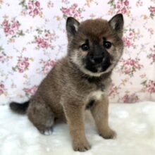 のんびり屋さん♡柴犬（赤）2024年11月30日生まれ　女の子