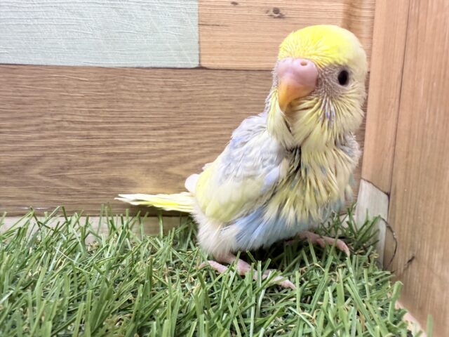 セキセイインコ