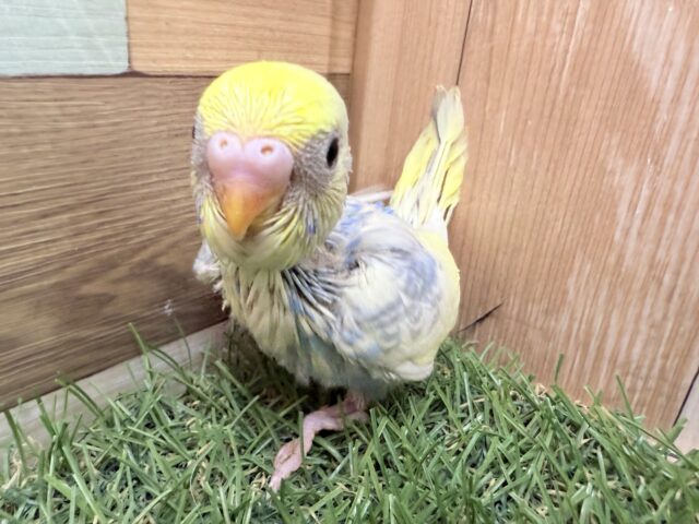 セキセイインコ