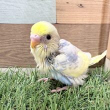 あわ〜いお色の激かわちゃん🥰セキセイインコのパステルレインボーパイド❣️