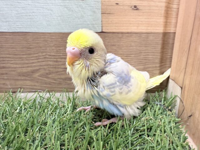 あわ〜いお色の激かわちゃん🥰セキセイインコのパステルレインボーパイド❣️