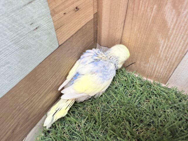 セキセイインコ