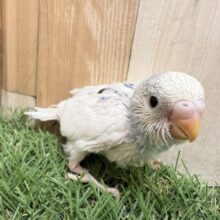ちょこっと入るブルーがチャームポイント⭐️セキセイインコのパイド❣️