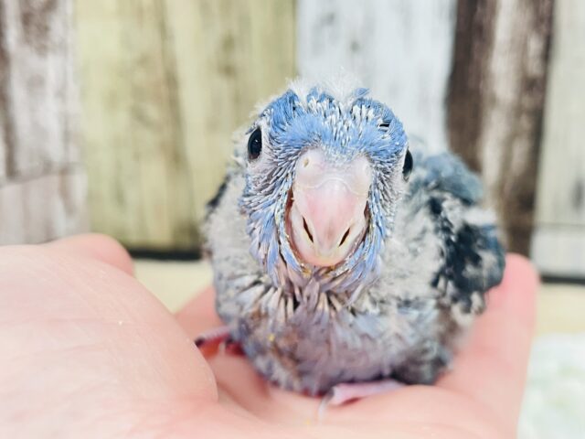 ぴーぽぽ！ぴーぽぽ！天使ちゃん💓サザナミインコ（コバルト）ヒナ