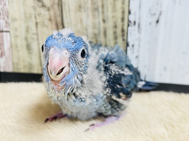 サザナミインコ