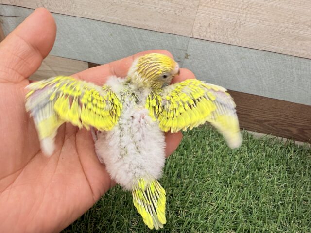 セキセイインコ