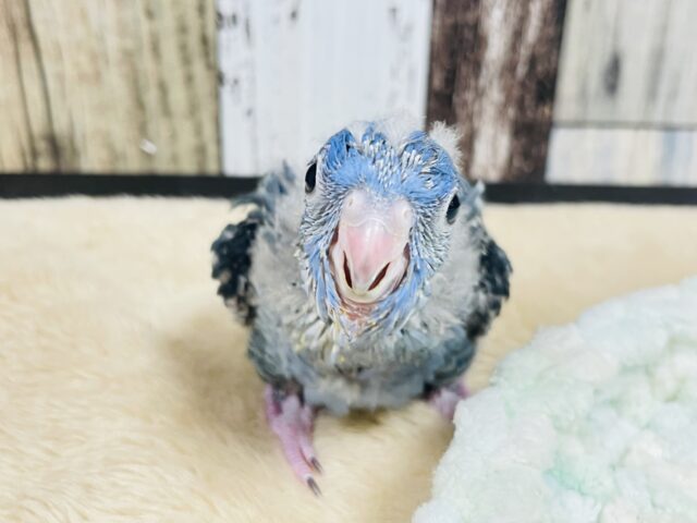 サザナミインコ