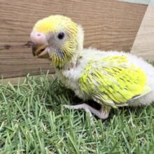 明るさMAXな元気っ子☀️セキセイインコのスパングル❣️