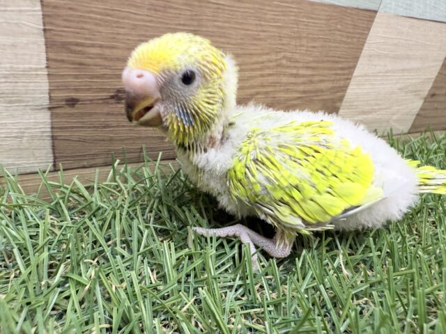 明るさMAXな元気っ子☀️セキセイインコのスパングル❣️