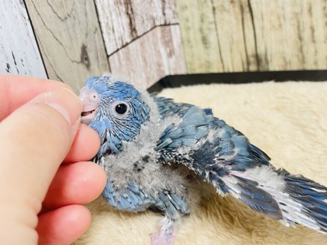 サザナミインコ