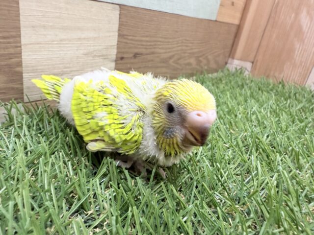 セキセイインコ