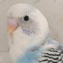 素敵な色合いの子発見～🌤️ セキセイインコ(ブルーパイド)