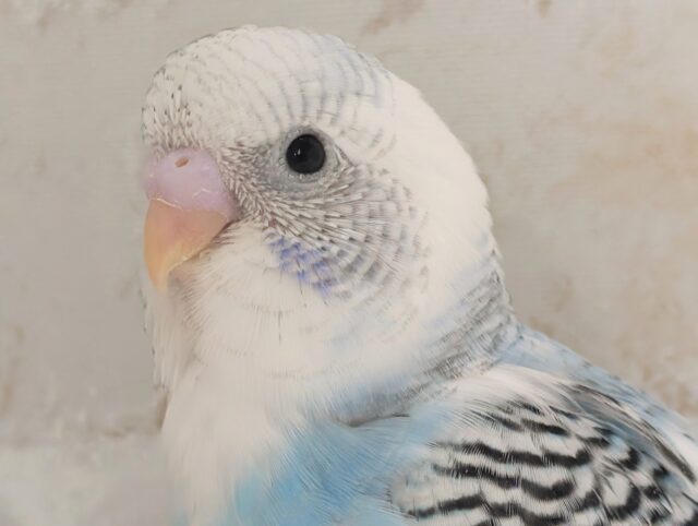 素敵な色合いの子発見～🌤️ セキセイインコ(ブルーパイド)