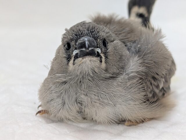 錦花鳥（キンカチョウ）