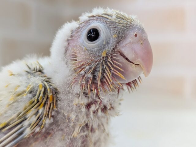 ホオミドリウロコインコ