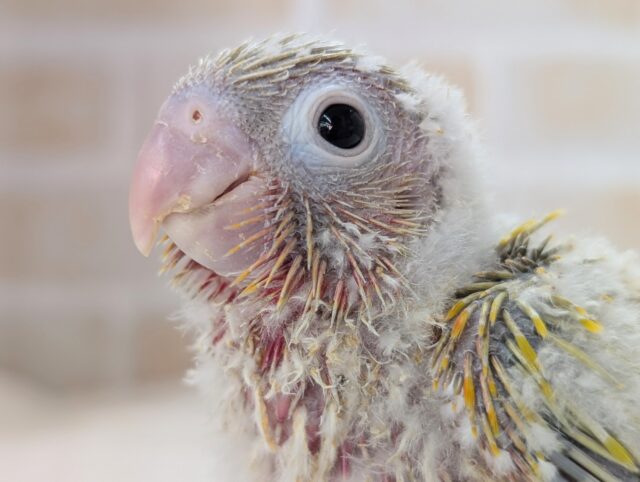 これからの成長楽しみ～🌞 ホオミドリウロコインコ(サンチーク)